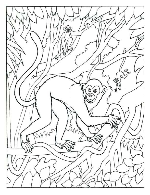 Dibujo gratuito Mono #175056 de la coleccion Animales para imprimir