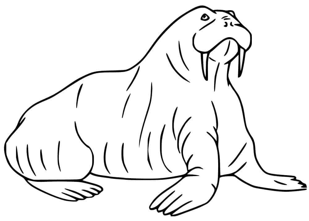 Dibujo gratuito Morsa #208654 de la coleccion Animales para imprimir Dibujo gratuito Morsa #208654 de la coleccion Animales para imprimir