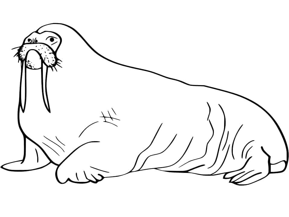 Dibujo gratuito Morsa #208684 de la coleccion Animales para imprimir