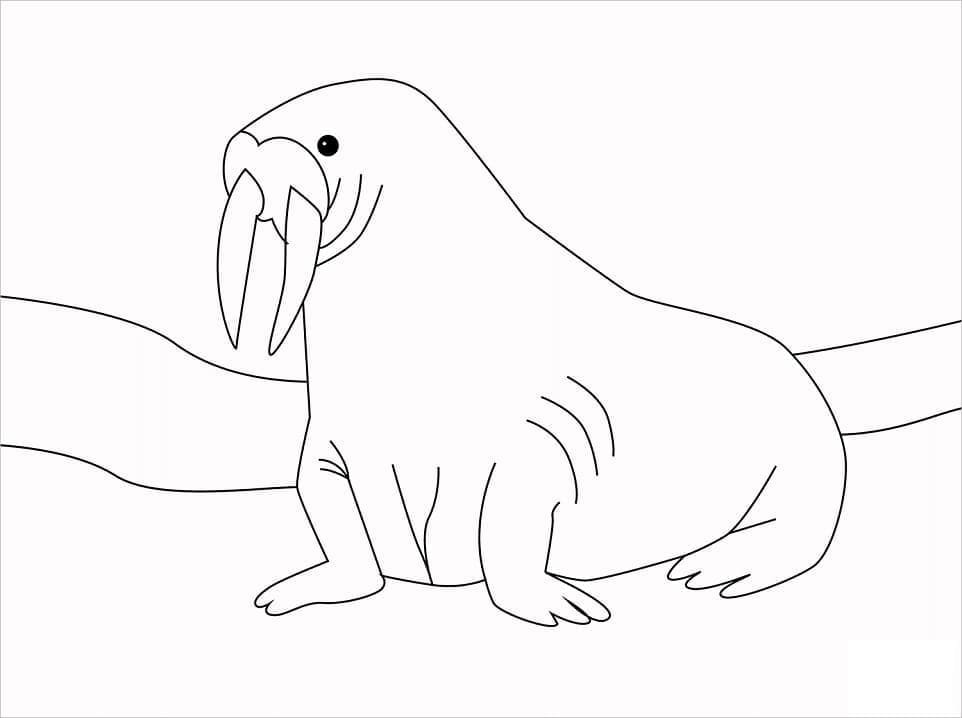 Dibujo gratuito Morsa #208692 de la coleccion Animales para imprimir