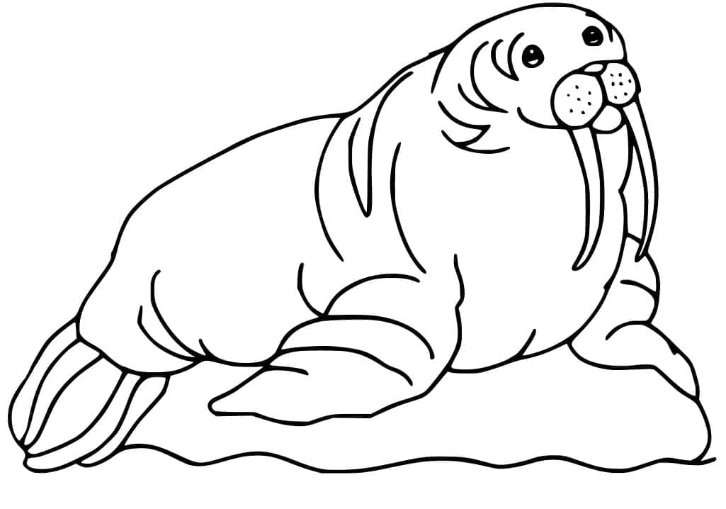 Dibujo gratuito Morsa #208704 de la coleccion Animales para imprimir