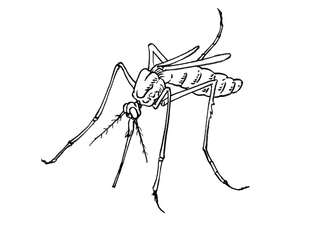 Dibujo para colorear: Mosquito (Animales) #11319 - Dibujos para Colorear e Imprimir Gratis