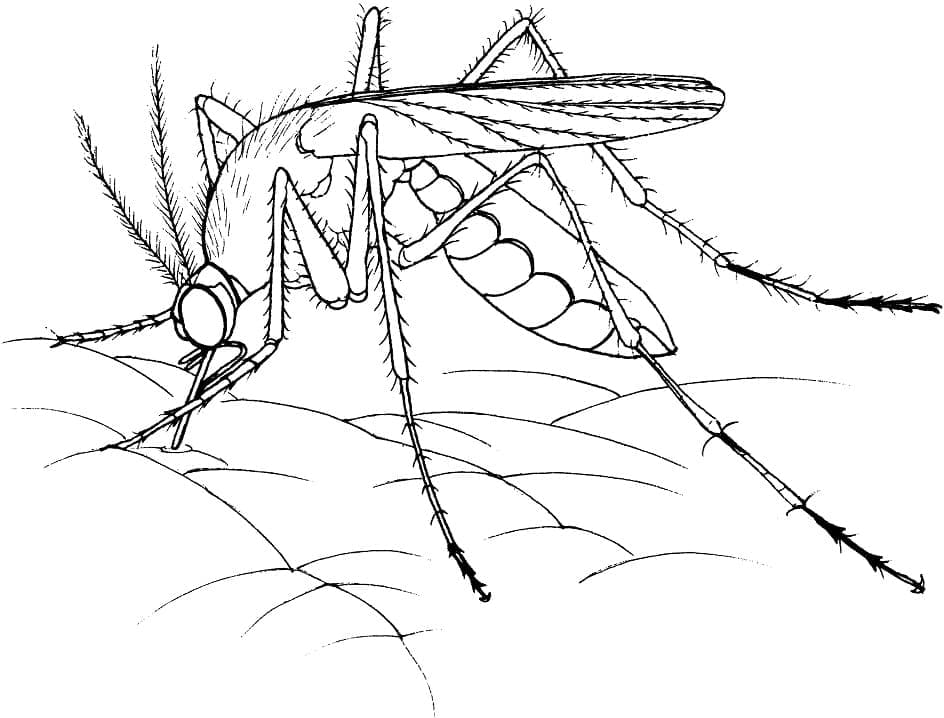 Dibujo para colorear: Mosquito (Animales) #207176 - Dibujos para Colorear e Imprimir Gratis