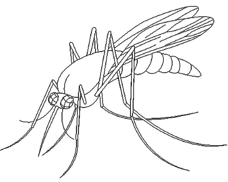 Dibujo para colorear: Mosquito (Animales) #207179 - Dibujos para Colorear e Imprimir Gratis