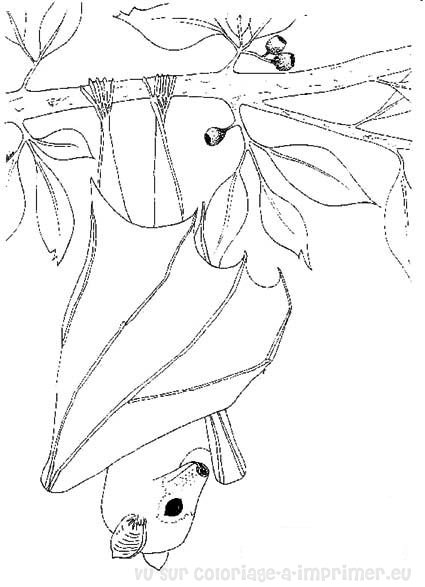 Dibujo gratuito Murciélago #2029 de la coleccion Animales para imprimir