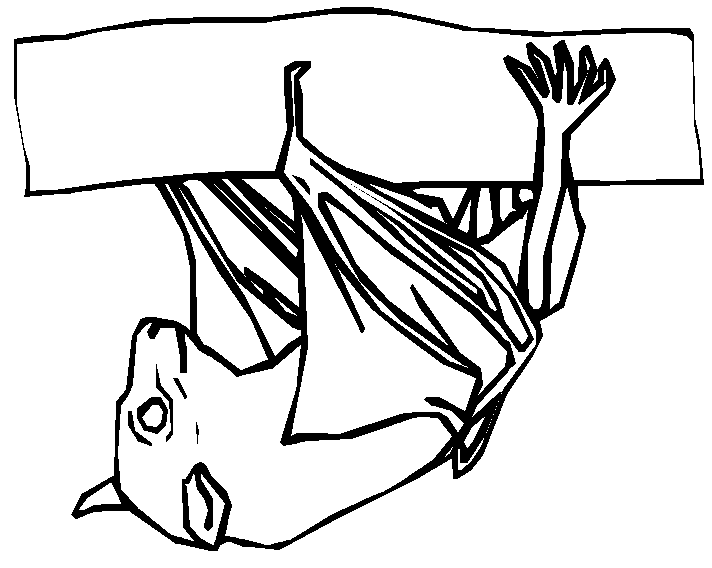 Dibujo gratuito Murciélago #2100 de la coleccion Animales para imprimir