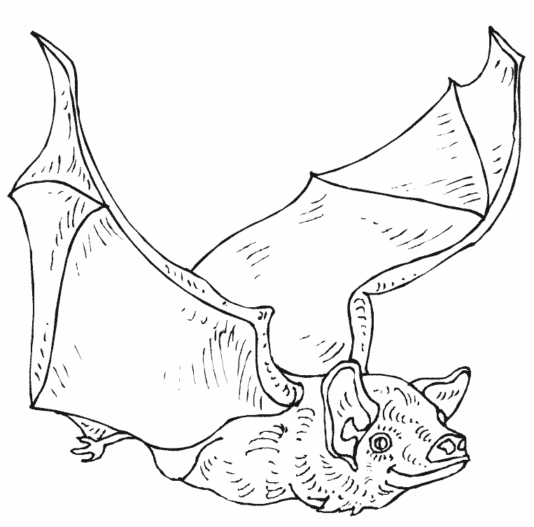 Dibujo gratuito Murciélago #2118 de la coleccion Animales para imprimir Dibujo gratuito Murciélago #2118 de la coleccion Animales para imprimir