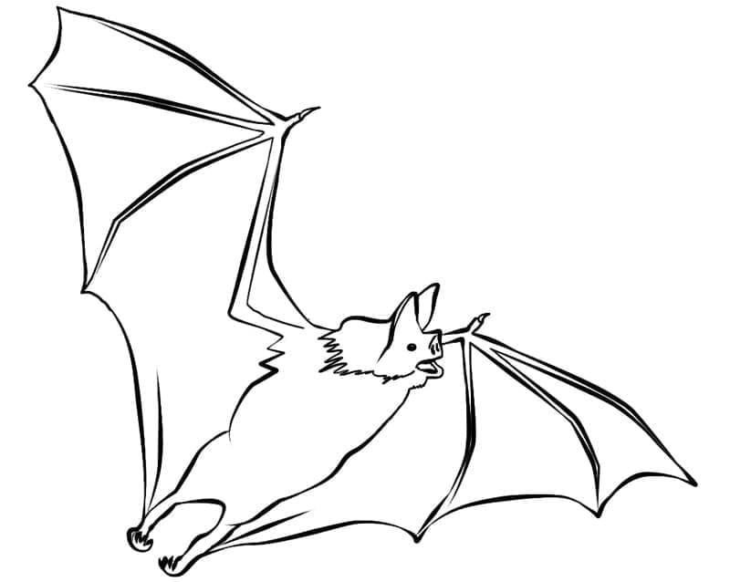 Dibujo gratuito Murciélago #212498 de la coleccion Animales para imprimir Dibujo gratuito Murciélago #212498 de la coleccion Animales para imprimir