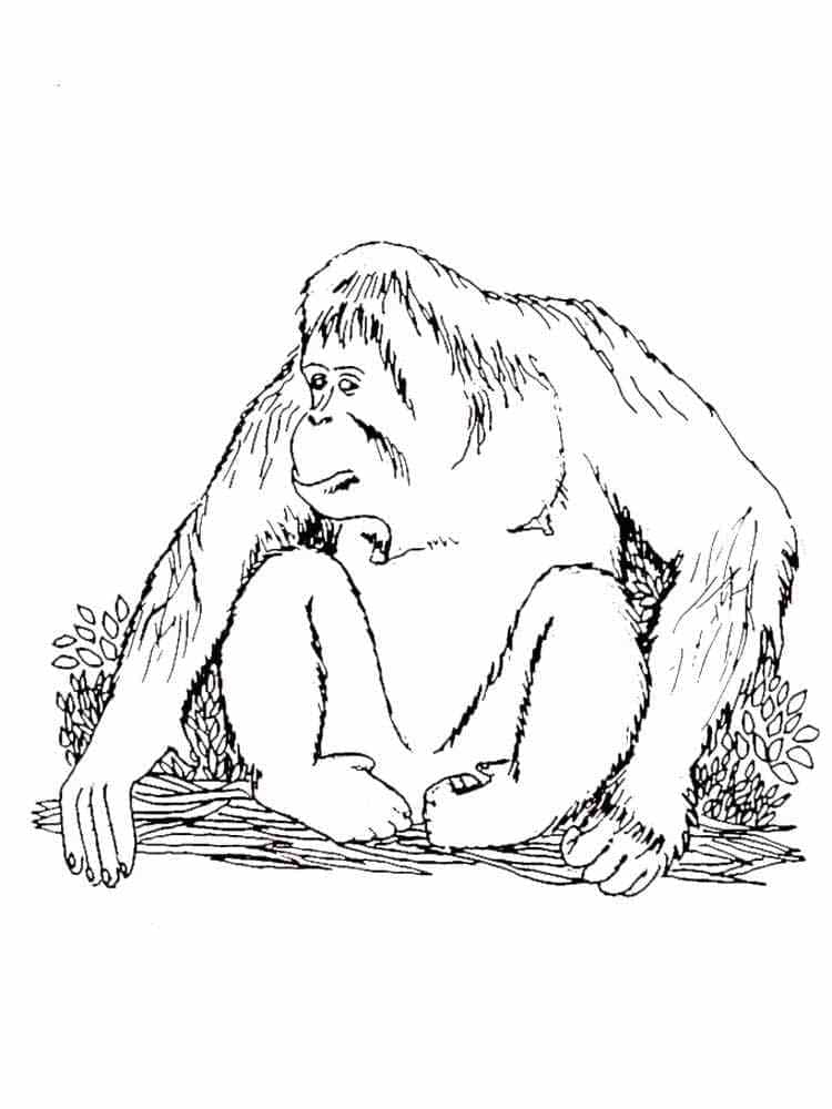 Dibujo gratuito Orangután #191563 de la coleccion Animales para imprimir