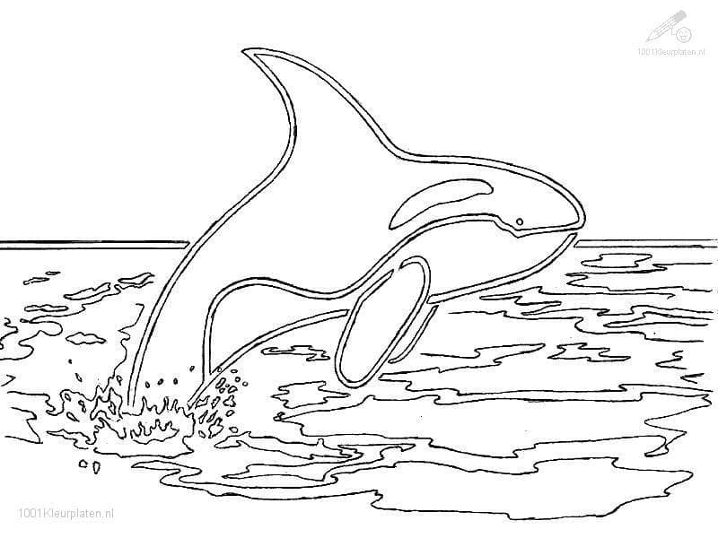 Dibujo gratuito Orca #213469 de la coleccion Animales para imprimir