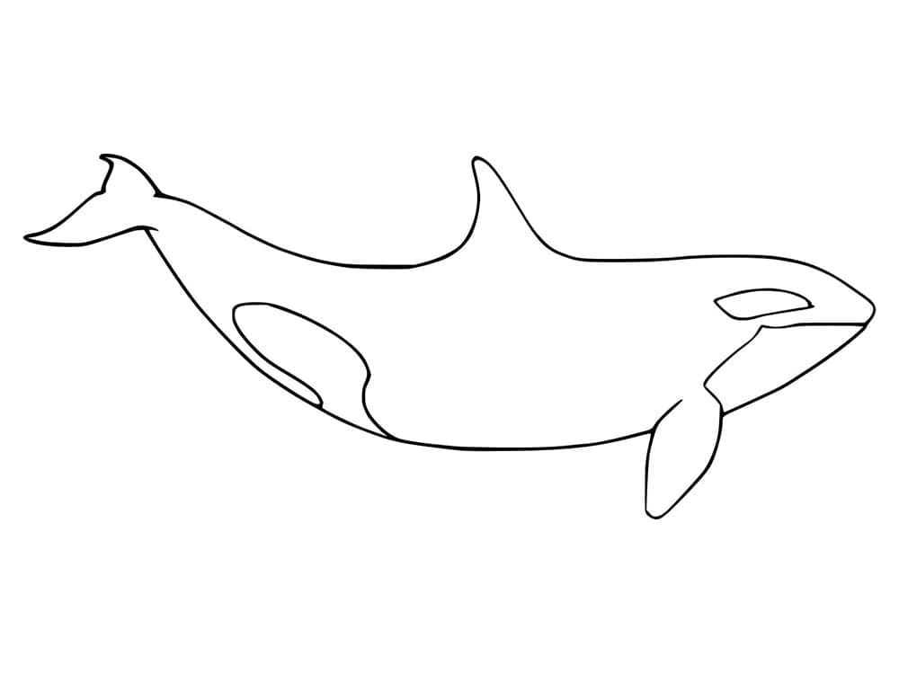 Dibujo gratuito Orca #213472 de la coleccion Animales para imprimir