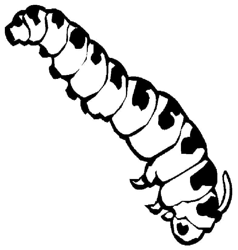 Dibujo gratuito Oruga #210382 de la coleccion Animales para imprimir