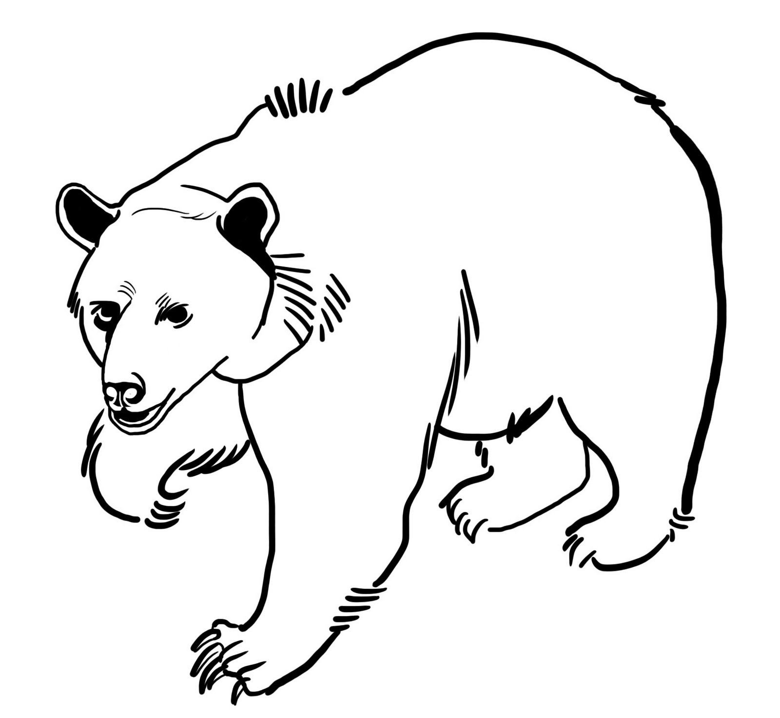 Dibujo para colorear: Oso (Animales) #12240 - Dibujos para Colorear e Imprimir Gratis