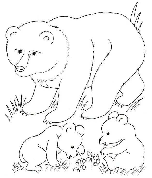 Dibujo gratuito Oso #180716 de la coleccion Animales para imprimir