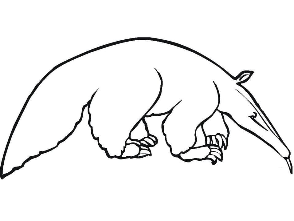 Dibujo gratuito Oso Hormiguero #219646 de la coleccion Animales para imprimir Dibujo gratuito Oso Hormiguero #219646 de la coleccion Animales para imprimir