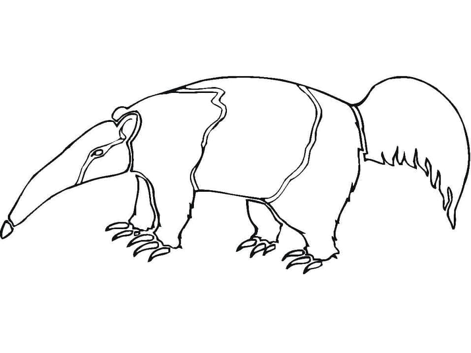 Dibujo gratuito Oso Hormiguero #219649 de la coleccion Animales para imprimir Dibujo gratuito Oso Hormiguero #219649 de la coleccion Animales para imprimir