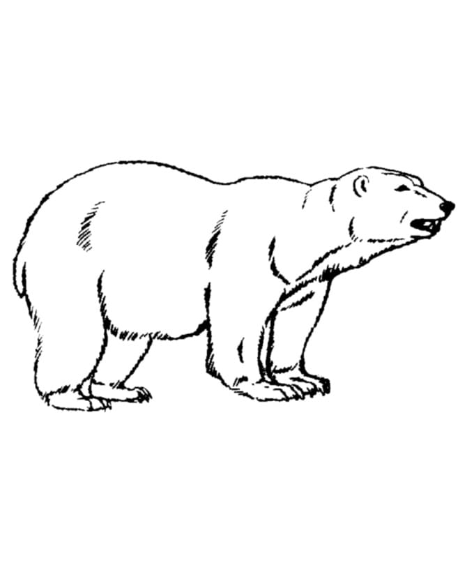 Dibujo gratuito Oso Polar #201243 de la coleccion Animales para imprimir