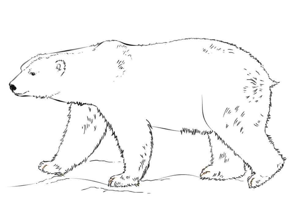 Dibujo para colorear: Oso Polar (Animales) #201255 - Dibujos para Colorear e Imprimir Gratis