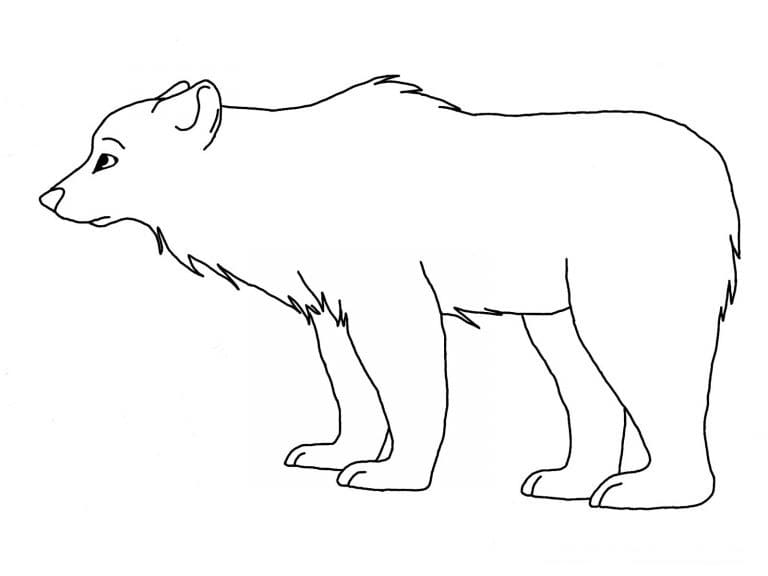 Dibujo gratuito Oso Polar #201256 de la coleccion Animales para imprimir