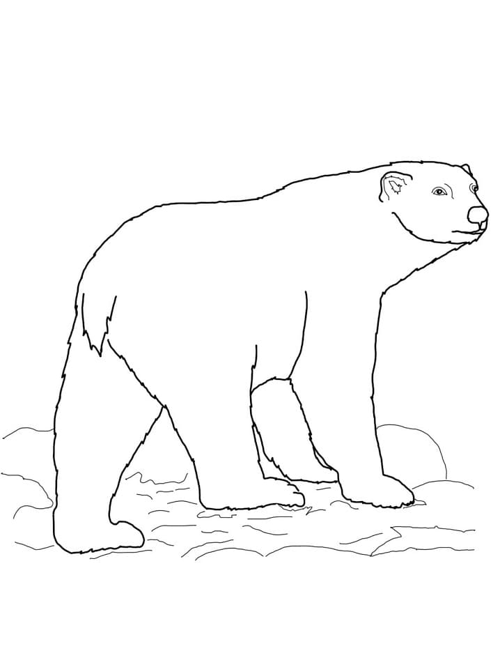 Dibujo para colorear: Oso Polar (Animales) #201258 - Dibujos para Colorear e Imprimir Gratis