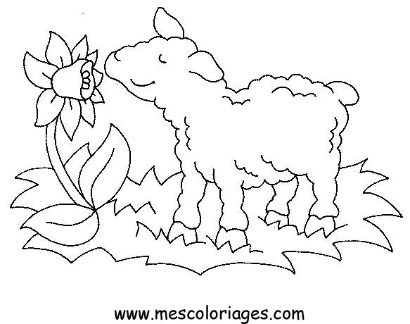 Dibujo para colorear: Oveja (Animales) #11458 - Dibujos para Colorear e Imprimir Gratis