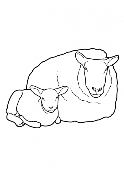 Dibujo para colorear: Oveja (Animales) #11521 - Dibujos para Colorear e Imprimir Gratis