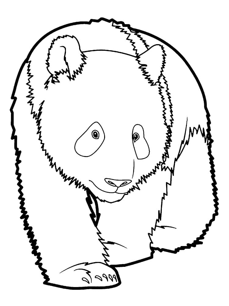 Dibujo gratuito Panda #216927 de la coleccion Animales para imprimir Dibujo gratuito Panda #216927 de la coleccion Animales para imprimir
