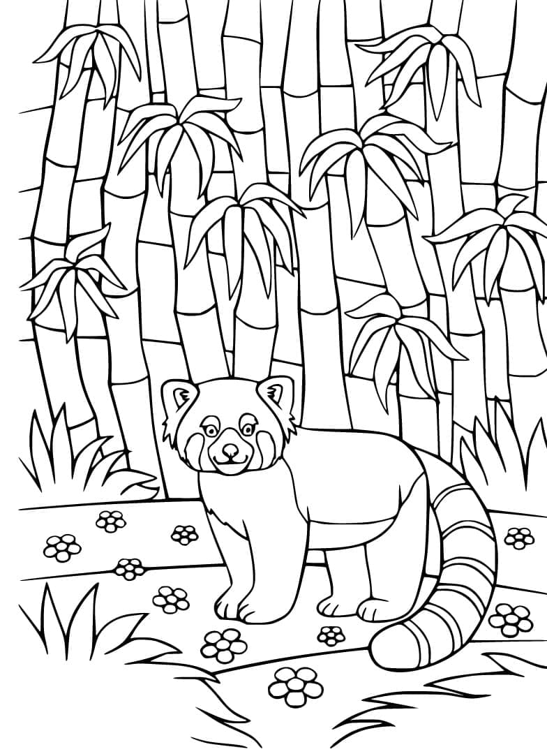 Dibujo gratuito Panda Rojo #212053 de la coleccion Animales para imprimir