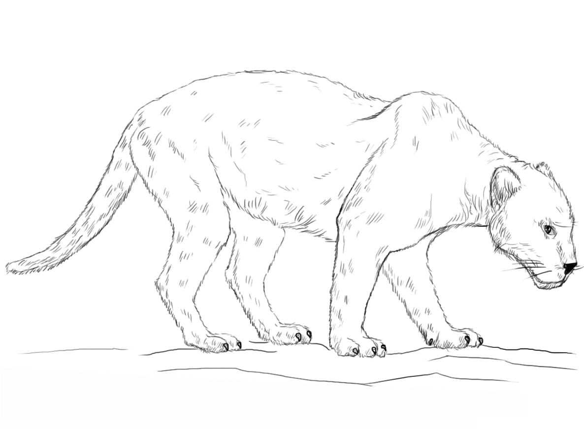 Dibujo gratuito Pantera #214444 de la coleccion Animales para imprimir