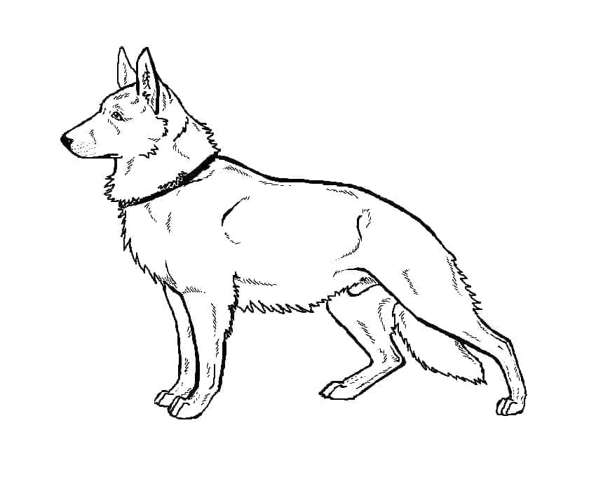 Dibujo gratuito Pastor Alemán #214085 de la coleccion Animales para imprimir