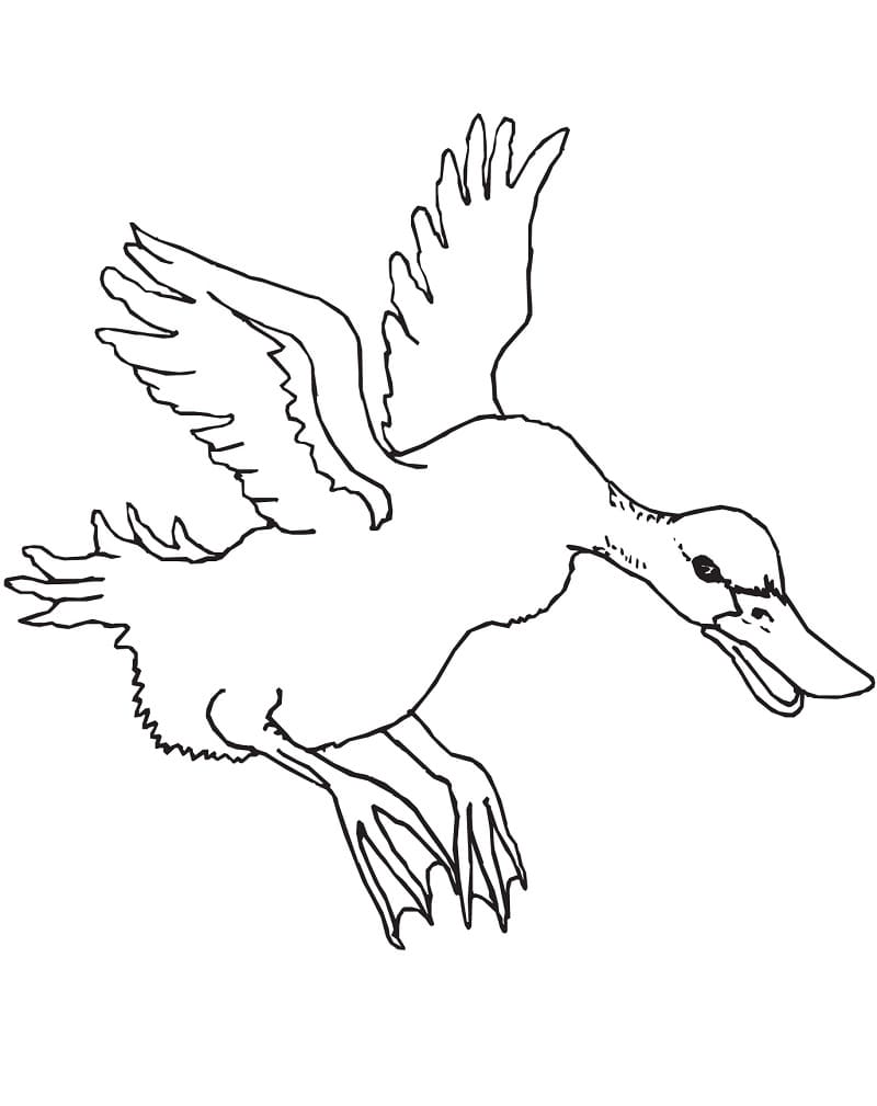 Dibujo gratuito Pato #185517 de la coleccion Animales para imprimir