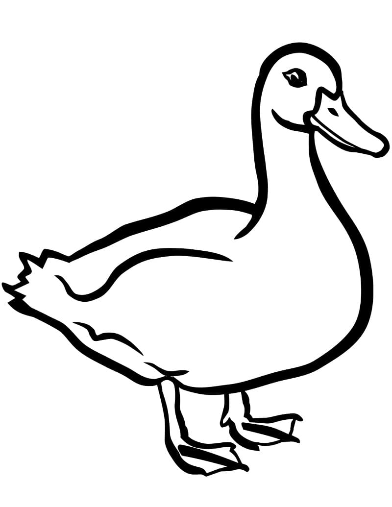 Dibujo gratuito Pato #185523 de la coleccion Animales para imprimir Dibujo gratuito Pato #185523 de la coleccion Animales para imprimir