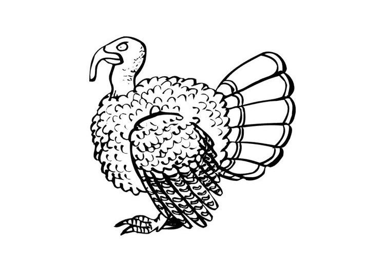 Dibujo para colorear: Pavo (Animales) #5368 - Dibujos para Colorear e Imprimir Gratis