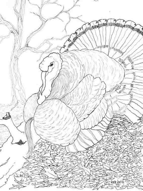 Dibujo para colorear: Pavo (Animales) #5390 - Dibujos para Colorear e Imprimir Gratis