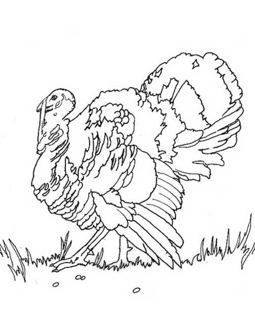 Dibujo para colorear: Pavo (Animales) #5452 - Dibujos para Colorear e Imprimir Gratis