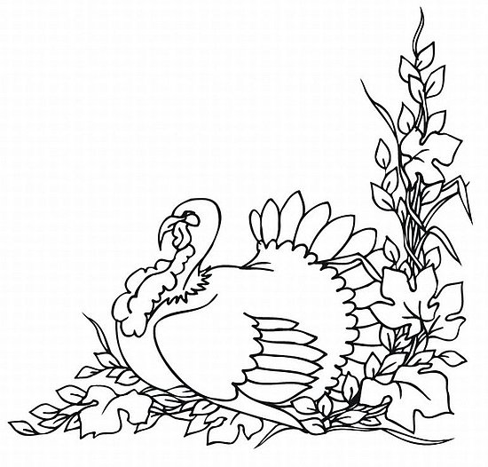 Dibujo para colorear: Pavo (Animales) #5478 - Dibujos para Colorear e Imprimir Gratis