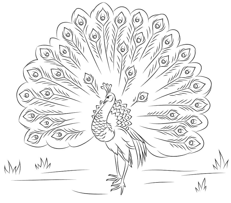 Dibujo gratuito Pavo Real #197595 de la coleccion Animales para imprimir