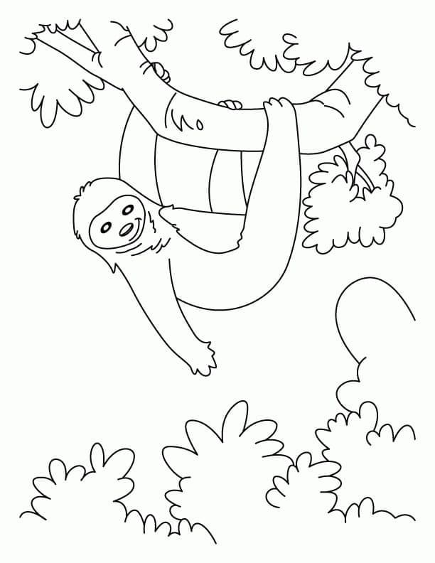 Dibujo gratuito Perezoso #210406 de la coleccion Animales para imprimir