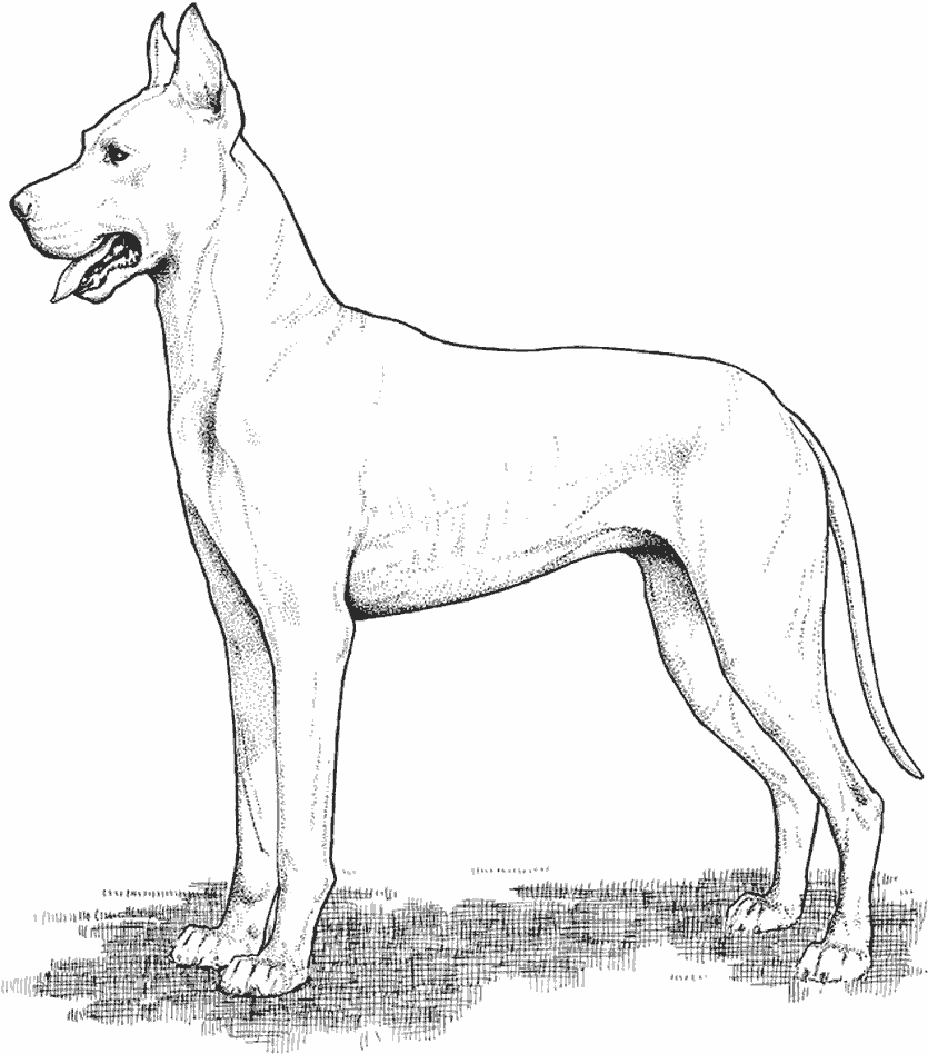 Dibujo para colorear: Perro (Animales) #3170 - Dibujos para Colorear e Imprimir Gratis