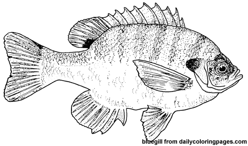 Dibujo para colorear: Pescado (Animales) #17211 - Dibujos para Colorear e Imprimir Gratis