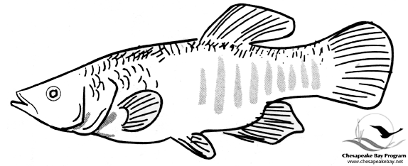 Dibujo para colorear: Pescado (Animales) #17220 - Dibujos para Colorear e Imprimir Gratis