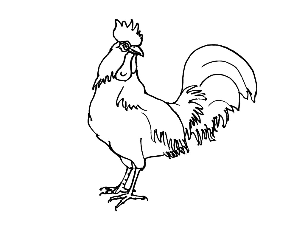 Dibujo para colorear: Pollo (Animales) #17383 - Dibujos para Colorear e Imprimir Gratis