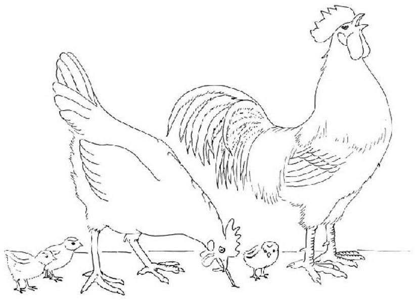 Dibujo para colorear: Pollo (Animales) #17390 - Dibujos para Colorear e Imprimir Gratis