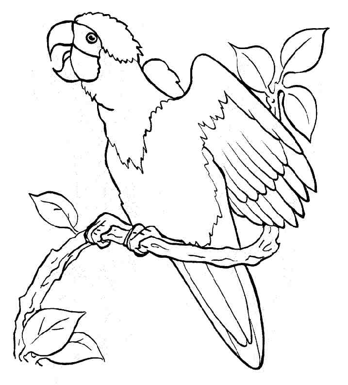 Dibujo para colorear: Pollo (Animales) #17402 - Dibujos para Colorear e Imprimir Gratis