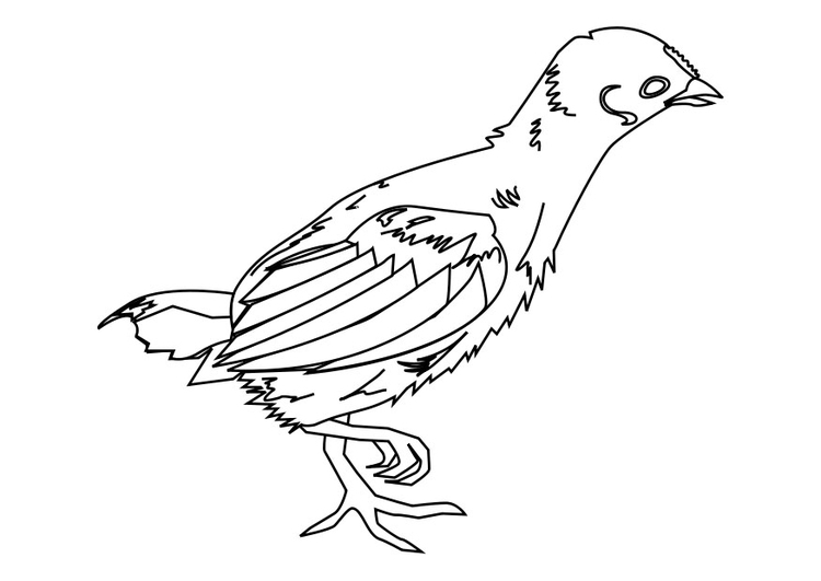 Dibujo para colorear: Polluelo (Animales) #15386 - Dibujos para Colorear e Imprimir Gratis