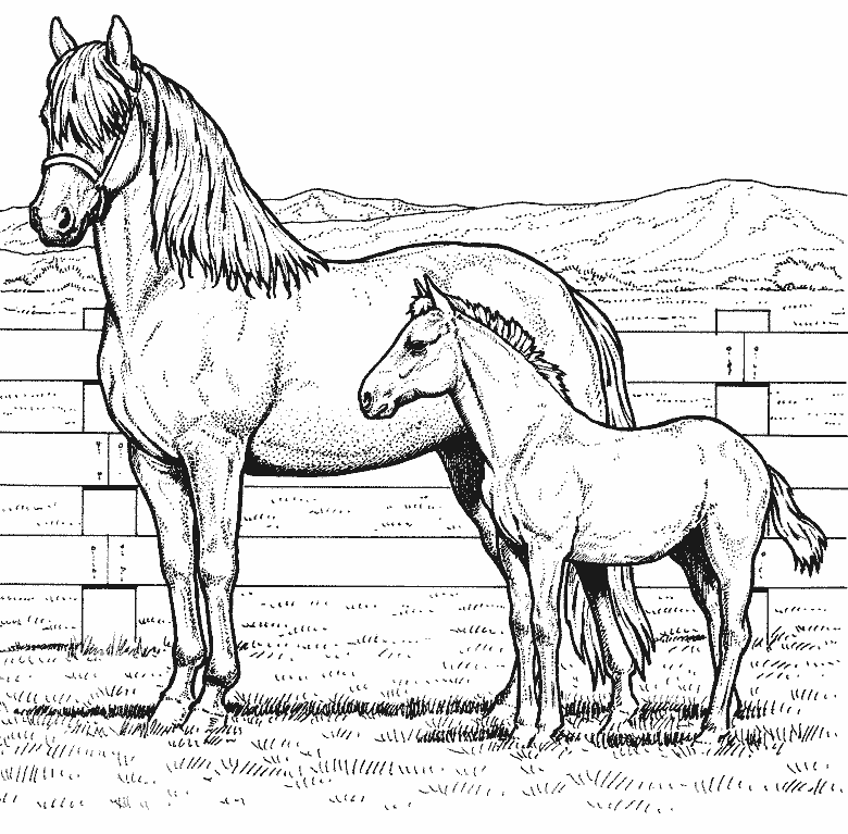 Dibujo para colorear: Poni (Animales) #17967 - Dibujos para Colorear e Imprimir Gratis