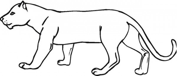 Surichinmoi Crudo pobreza Dibujos de Puma (Animales) para colorear – Páginas imprimibles gratis