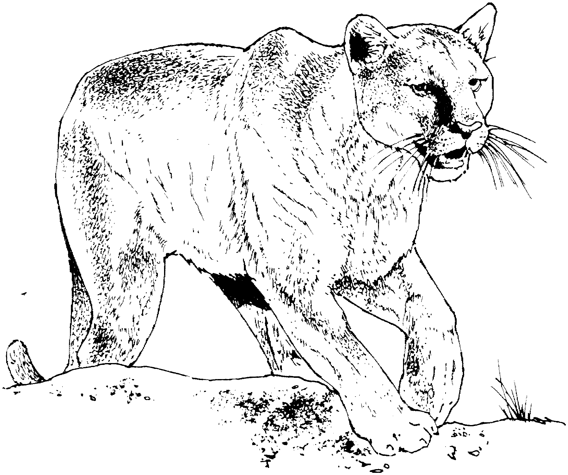 Desierto carne famélico Dibujos de Puma (Animales) para colorear – Páginas imprimibles gratis