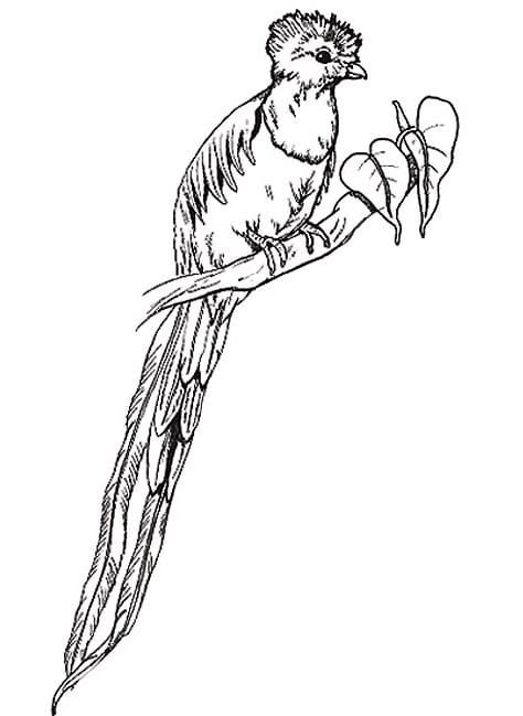 Dibujo gratuito Quetzal #180745 de la coleccion Animales para imprimir Dibujo gratuito Quetzal #180745 de la coleccion Animales para imprimir