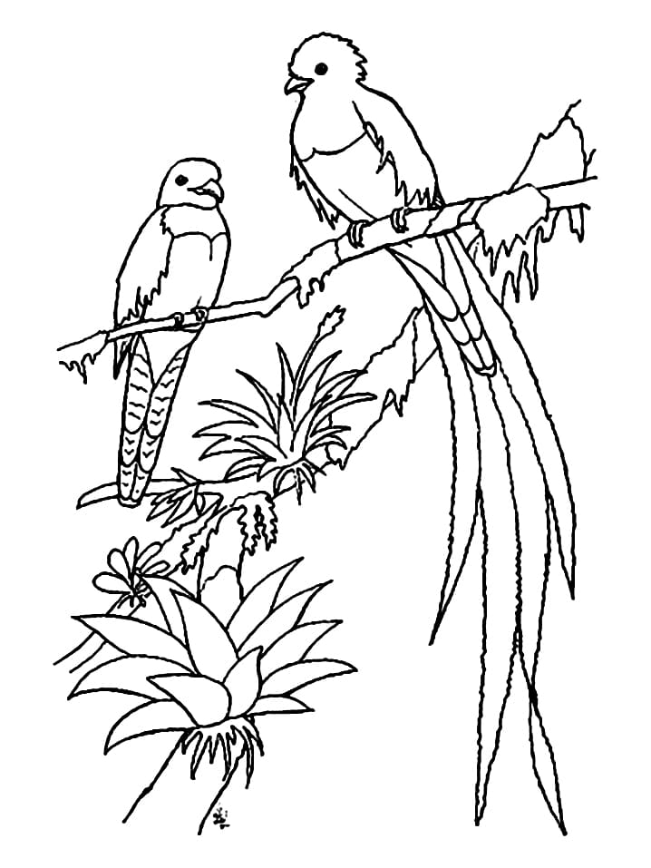 Dibujo gratuito Quetzal #180747 de la coleccion Animales para imprimir